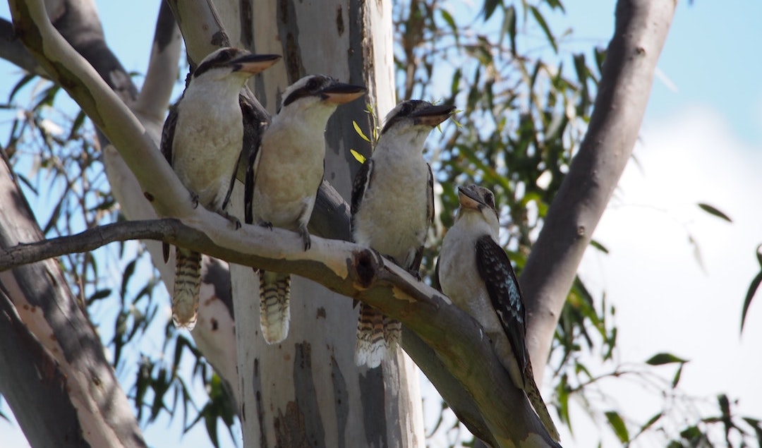 four birds