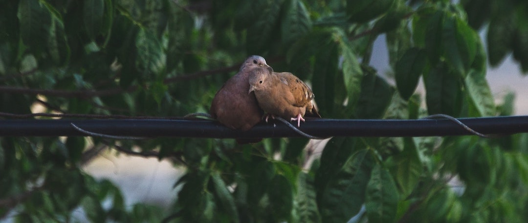 turtle doves